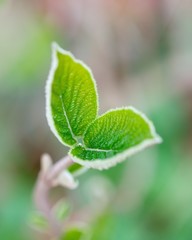 Young tree leaves in spring against soft defocused background