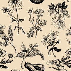 Hand drawn vector herbs background.Officinalis, cosmetic plants hand sketched illustration.Vintage floral card or poster