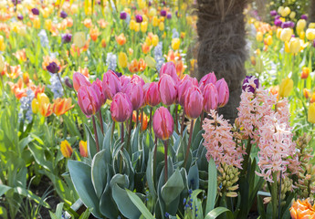 tulips and hyacinth in pastel colors