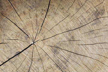 Firewood Log Face with Growth Rings