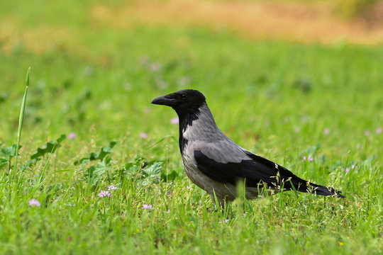 Cornacchia grigia (Corvus cornix) su prato