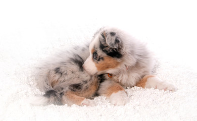 chiot berger australien