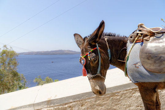 ane &agrave; santorin Gr&egrave;ce
