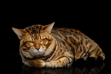 Fototapeta na wymiar Bengal Male Cat Lying and Looking Frowning in Camera on isolated Black Background with reflection, Front view