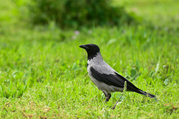 cornacchia grigia (Corvus cornix) su prato - ritratto