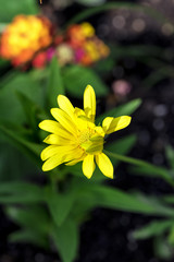 Yellow Flower 