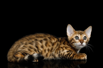 Naklejka na ściany i meble Bengal Kitten Lying and Looking up on isolated Black Background with reflection, Side view