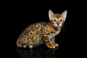 Fototapeta na wymiar Bengal Kitten Sitting on isolated Black Background with reflection, Side view