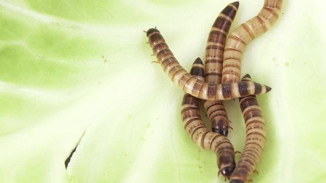 Zofobas larvae on cabbage