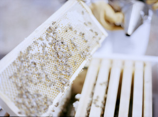 A colony on honey bees from the London school of Economics bee keeping initiative. 