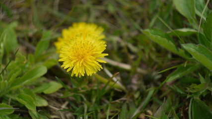 Dandelion flower yellow © Staniaw