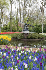 windmill and tulips in dutch flower garden
