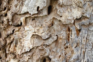 Damaged old tree trunk by woodworm & woodpecker 