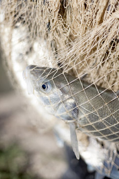 A fresh water bream lie in a net at the Veta La Palma aquaculture centre in Spain. 