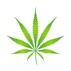 vector color cannabis marijuana illustration .