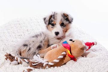 chiot berger australien et son jouet