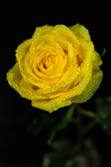 Yellow rose closeup on black background