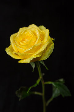 Yellow Rose On Black Background