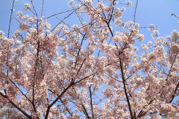 cherry blossoms under the blue sky