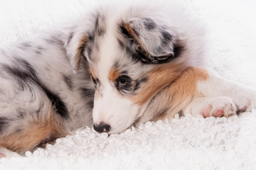 chiot berger australien