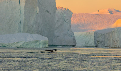 Whale dive near Ilulissat among icebergs. Their source is by the Jakobshavn glacier. The source of...