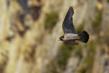 Falco pellegrino (Falco peregrinus) in volo - ritratto