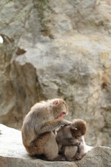 grooming wild Japanese monkeys in Beppu, Oita, Japan