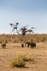 Herd of African Elephants in Savannah, Kruger Park, South Africa, Africa