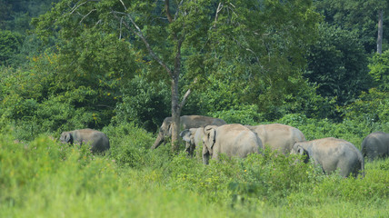 Naklejka na ściany i meble wild Asian elephants in the forest
