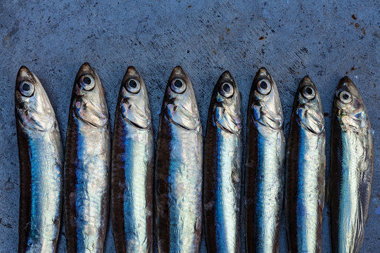 Fresh fish anchovy background