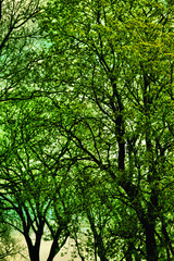 The emeralds cr2017darrelljbanks