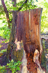 old beautiful ruined rotten tree stump