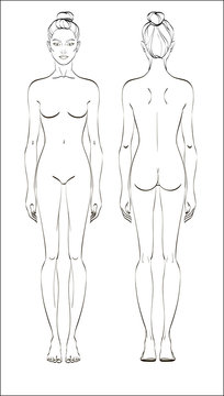 Female figure: front and back. Vector. Human body in linear style.