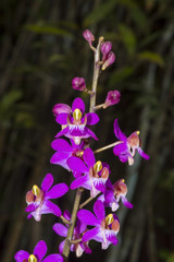 Pink and red flower in nature field, Khao Yai National park, Thailand