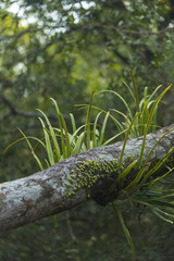 orchid plant in forest