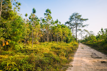 Fototapeta na wymiar A dirt road with pine forest and fern in Phu Kradung, Thailand.