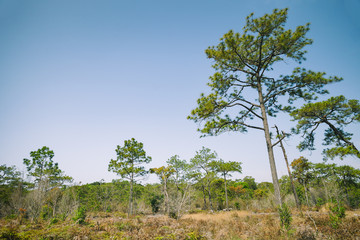 Beautiful pine forest and meadow in Phu Kradung, Thailand.