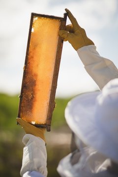 Male beekeeper examining honey frame at apiary