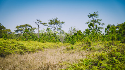 Obraz premium Beautiful pine forest and meadow in Phu Kradung, Thailand.