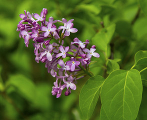 Beautiful Lilac flowers closeup