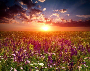 Obraz na płótnie Canvas Sunset over flowers meadow