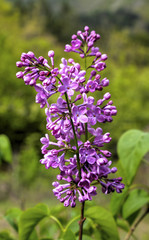 Obraz premium Beautiful Lilac flowers closeup