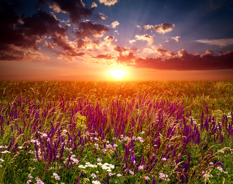 Sunset over flowers meadow