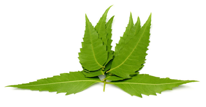 Herbal Neem leaf