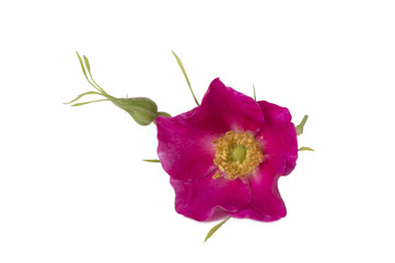 Pink wild rose isolated on a white background. Flowers of rose hips