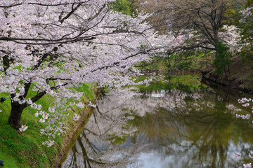 Obraz na płótnie Canvas 長野　上田城址公園の桜