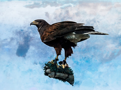 Illustration of Hawk