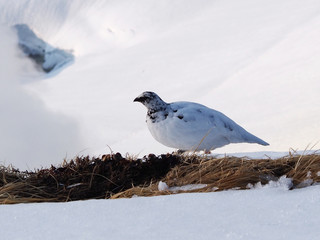 Japanese rock ptarmigan on snowy mountain in Murodo, Tateyama Kurobe Alpine Route, Japan.