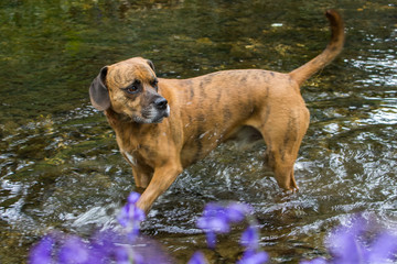 Happy Pet Dog paddling in River