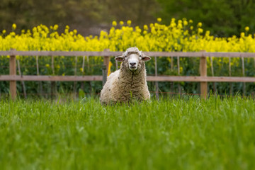 Happy Cute Sheep stood in field
